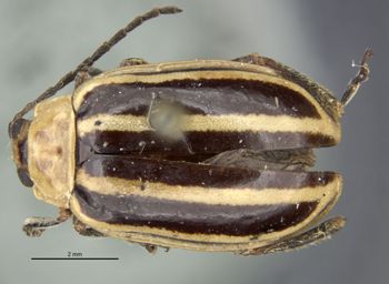 Media type: image; Entomology 29047   Aspect: habitus dorsal view